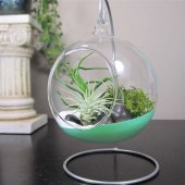 Glass Hanging Terrarium