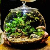 Glass Terrarium Containers