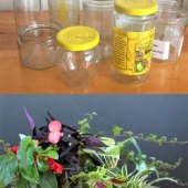 Potting Plants In Glass Jars
