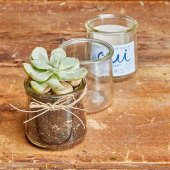 Succulents In Small Glass Jars