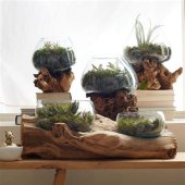 Wooden Glass House Terrarium
